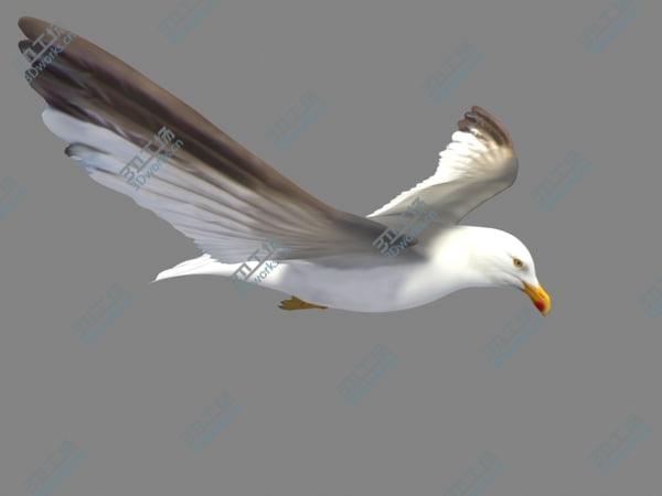 images/goods_img/20210312/HIGH DETAILED SEAGULL 3D MODEL  FULLY RIGGED & ANIMATED/2.jpg